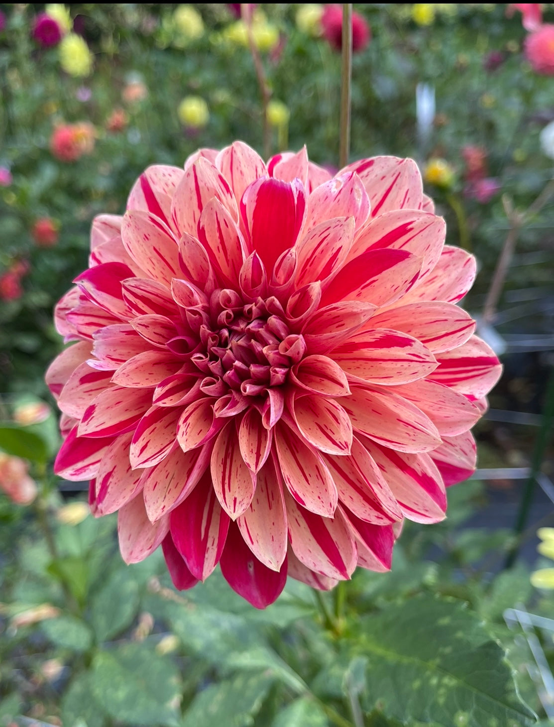 dahlia seed