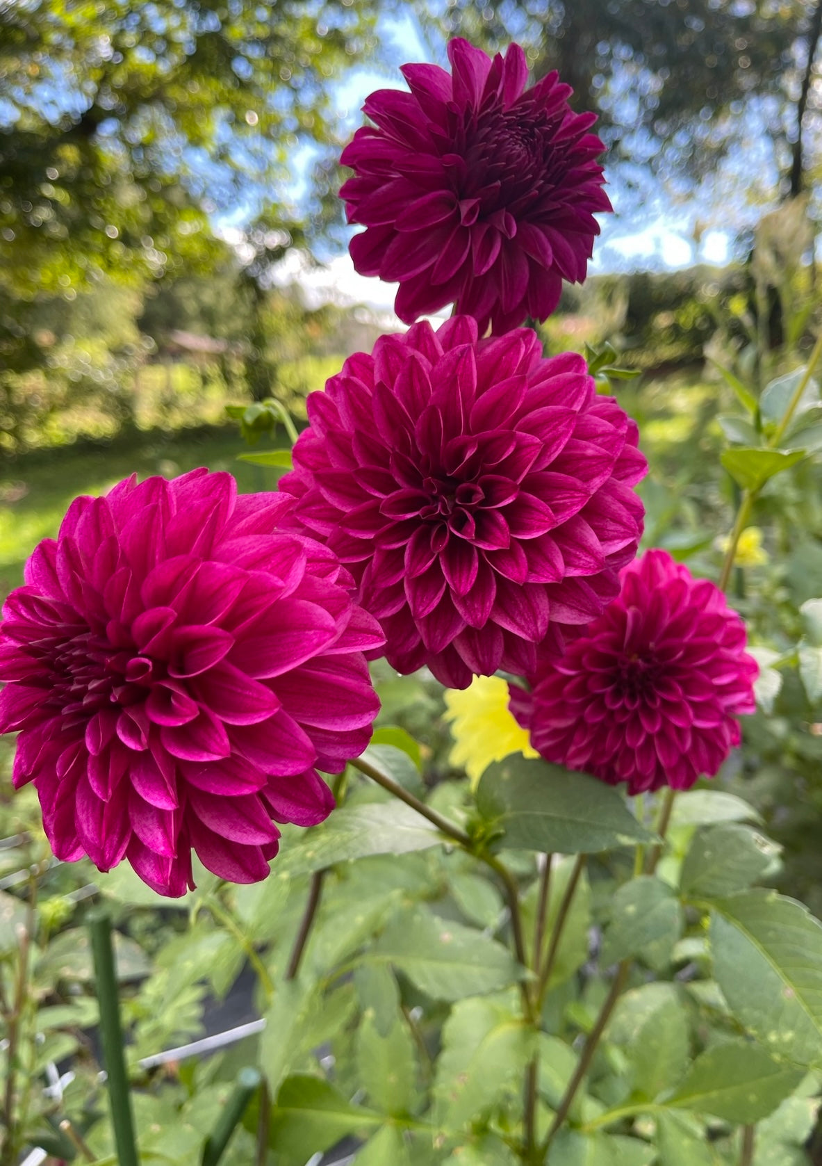 dahlia seed