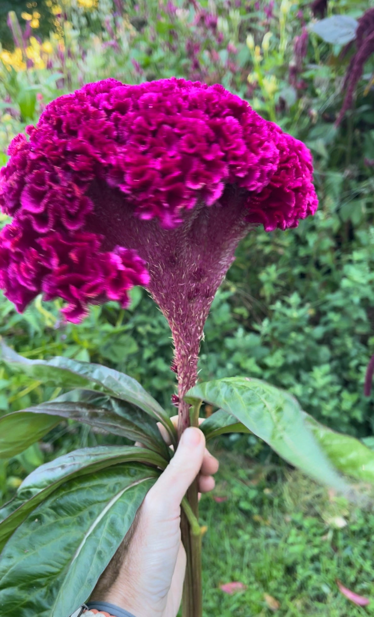 celosia seed "APPALACHAIN MIX"