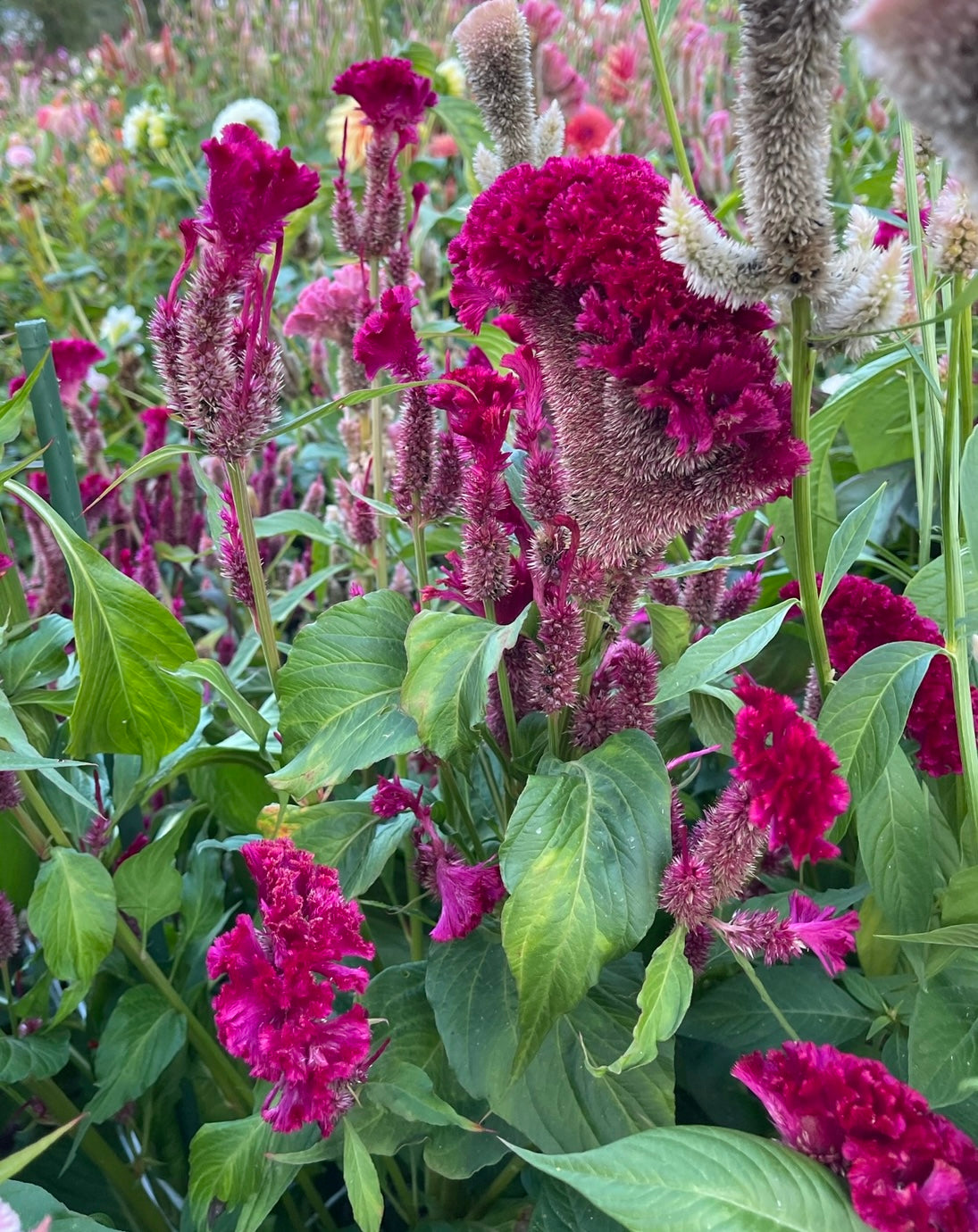 celosia seed "APPALACHAIN MAGIC" mix
