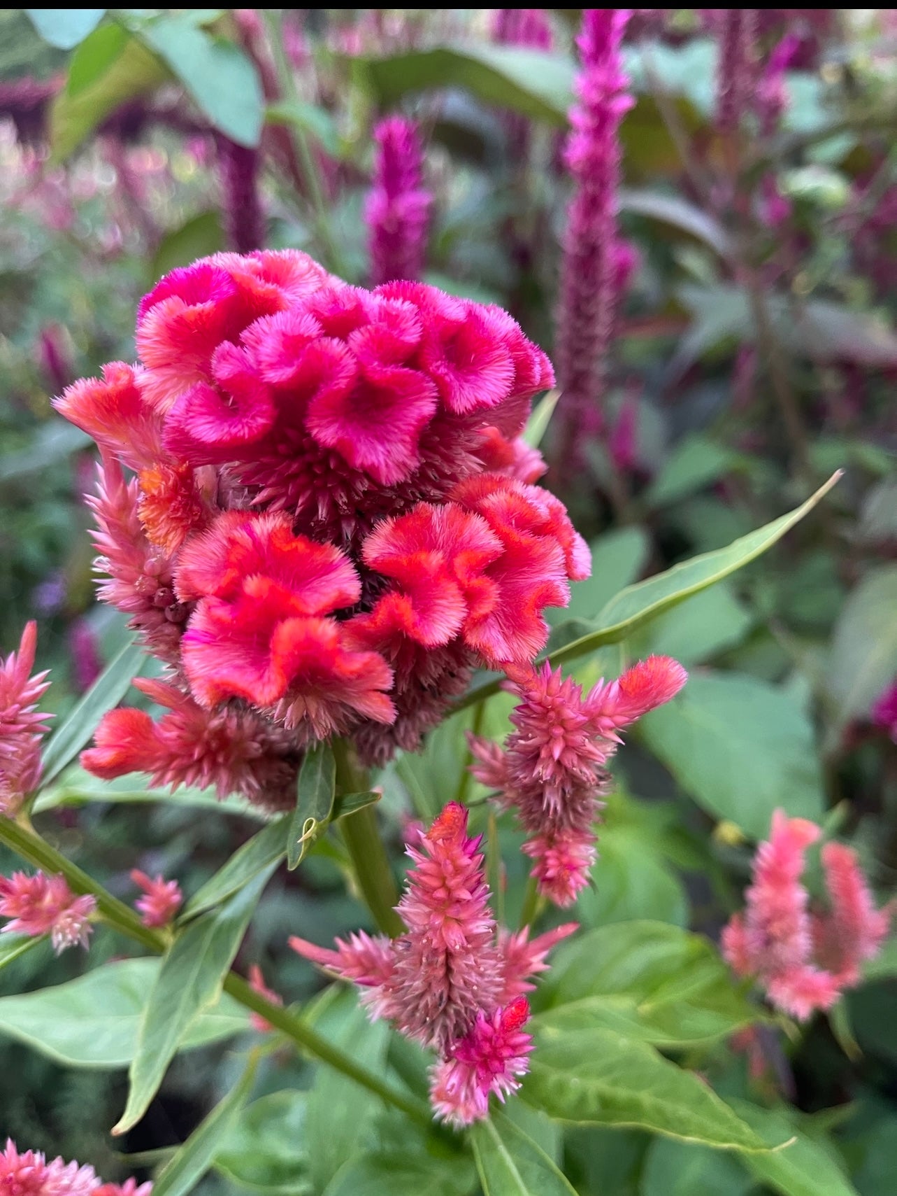 celosia seed "APPALACHAIN MIX"