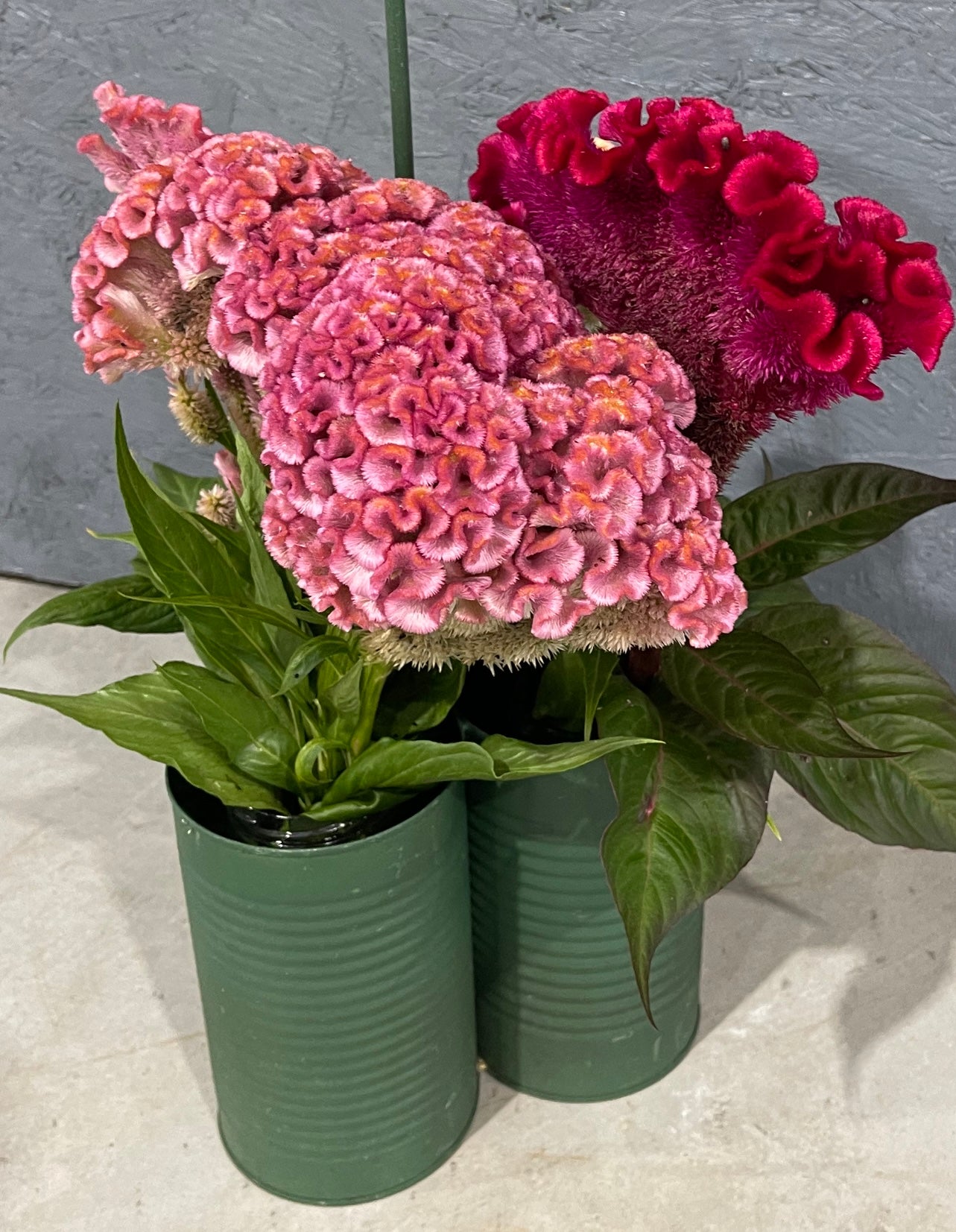 celosia seeds "APALACHAIN MAGIC" mix