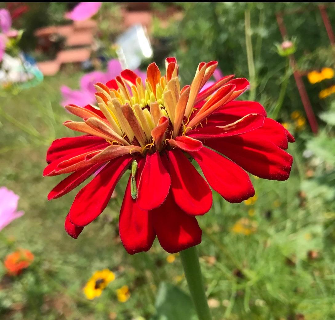 Bluestone Botanical ZINNIA seeds -  "APPALACHAIN MAGIC" mix