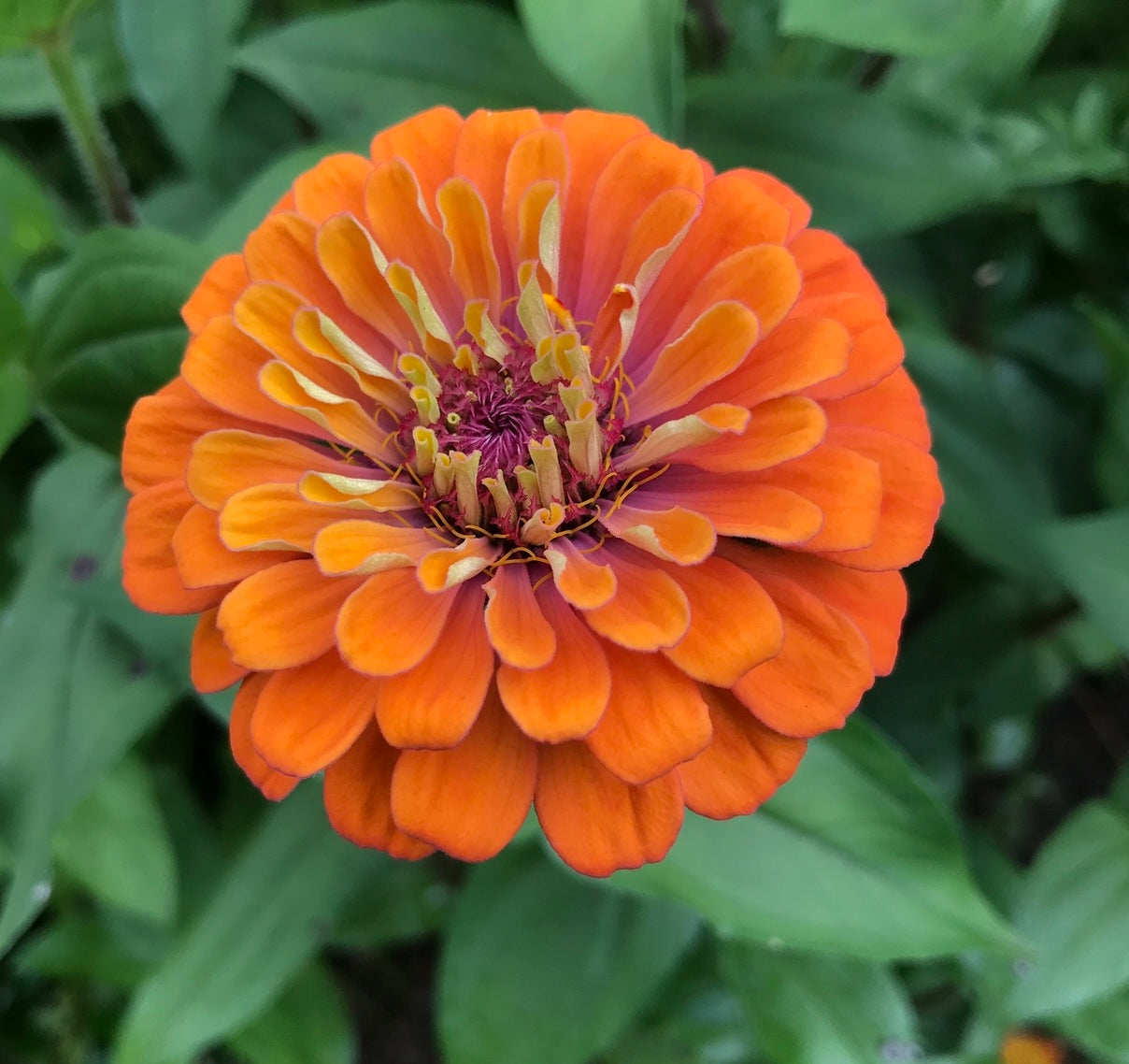 Bluestone Botanical ZINNIA seeds -  "APPALACHAIN MAGIC" mix
