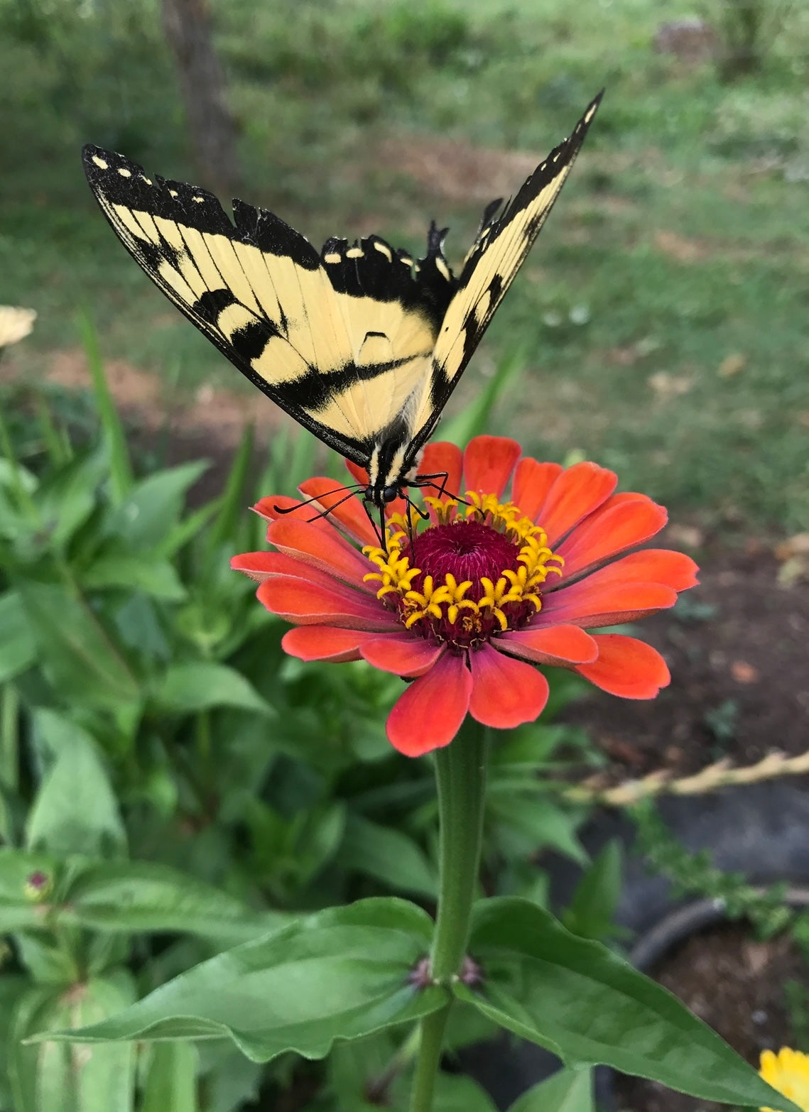 Bluestone Botanical ZINNIA seeds -  "APPALACHAIN MAGIC" mix