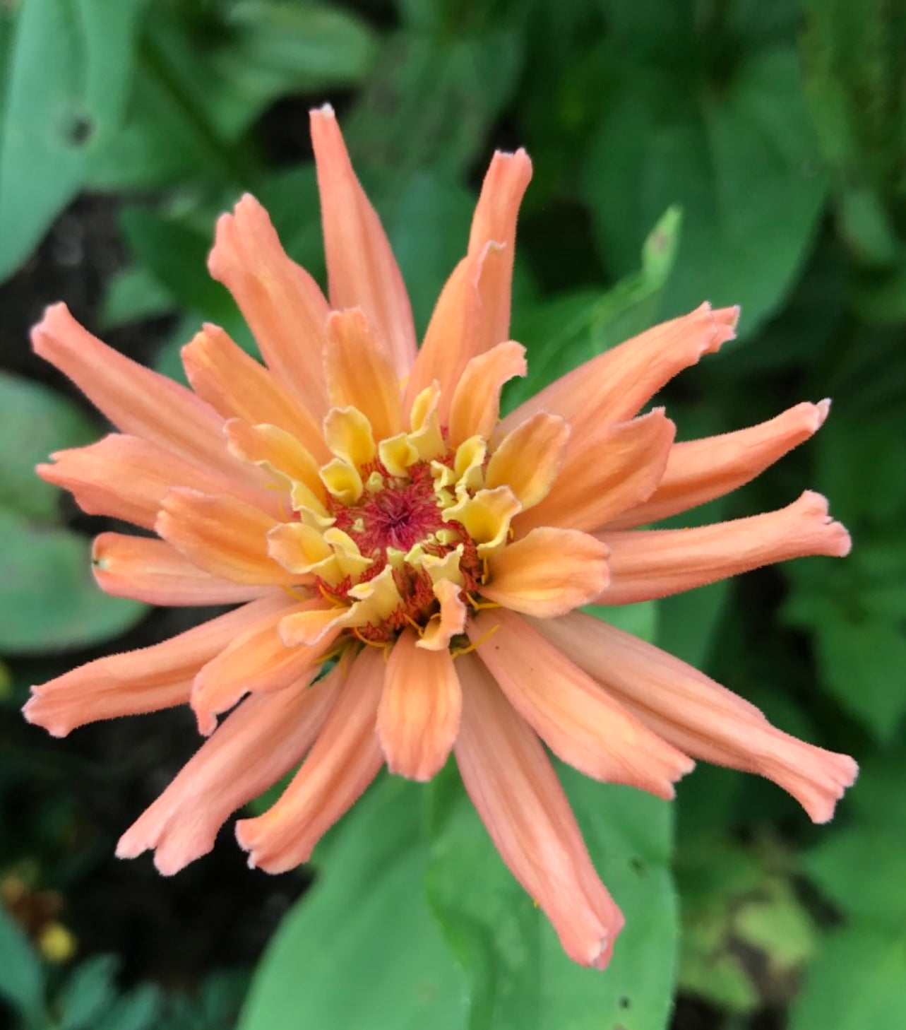 Bluestone Botanical ZINNIA seeds -  "APPALACHAIN MAGIC" mix