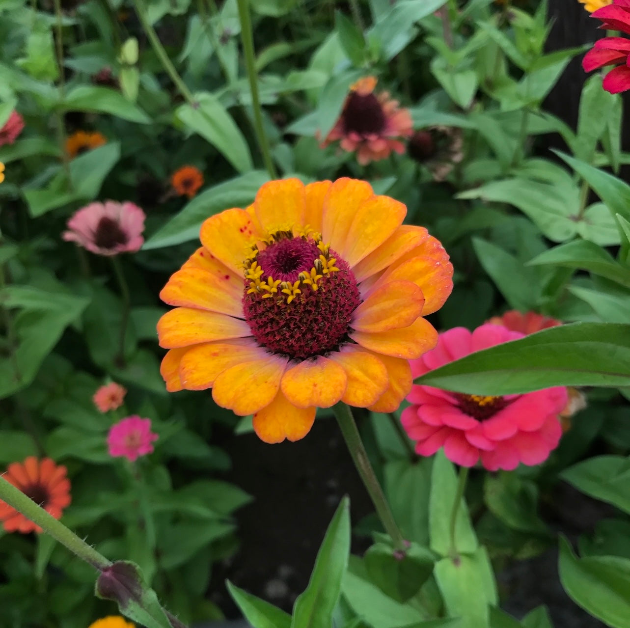 Bluestone Botanical ZINNIA seeds -  "APPALACHAIN MAGIC" mix