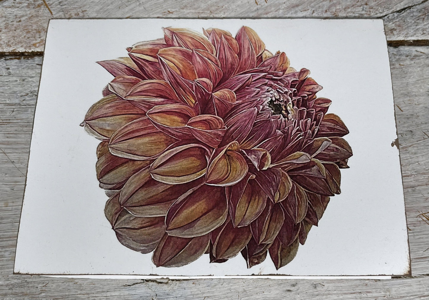 Botanical Watercolor Notecard set "KA'S " dahlias