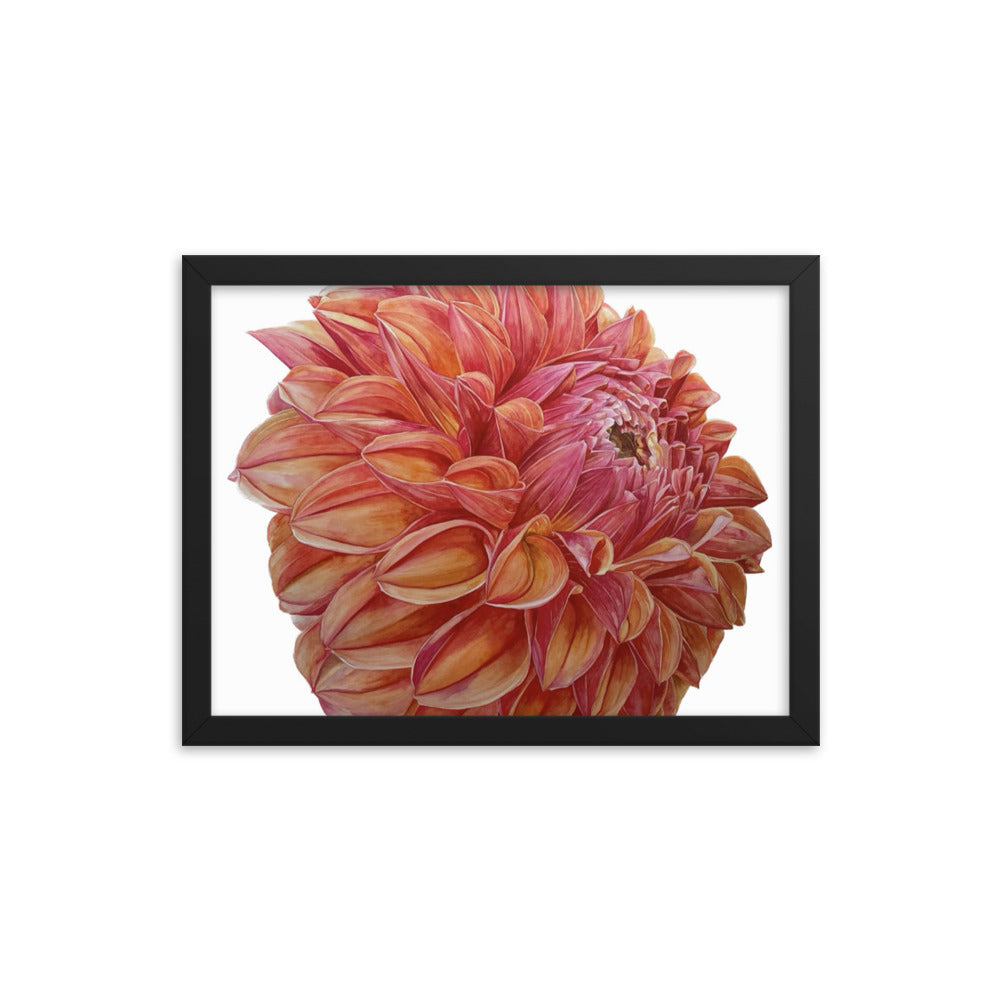 KA'S BLOOD ORANGE dahlia Framed poster