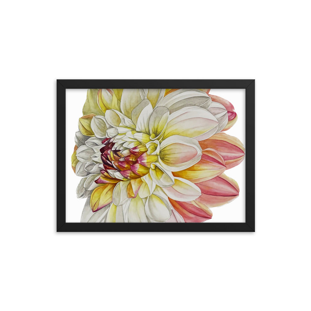 DOUBLE JILL dahlia Framed poster
