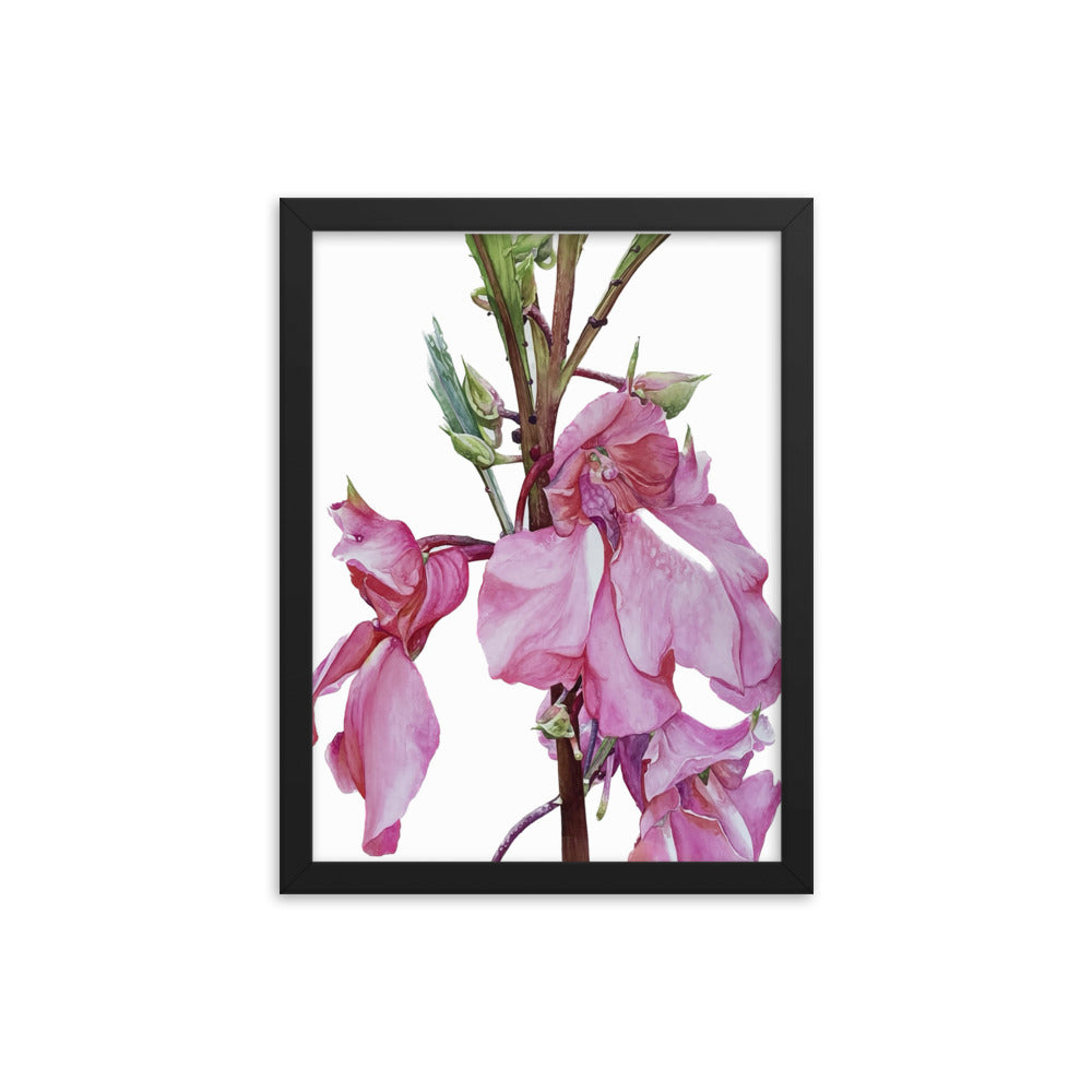 TOUCH-ME-NOT flower Framed poster
