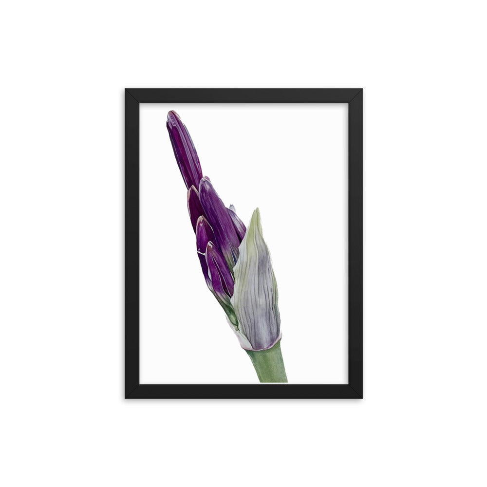 FLOWER BUD Framed poster