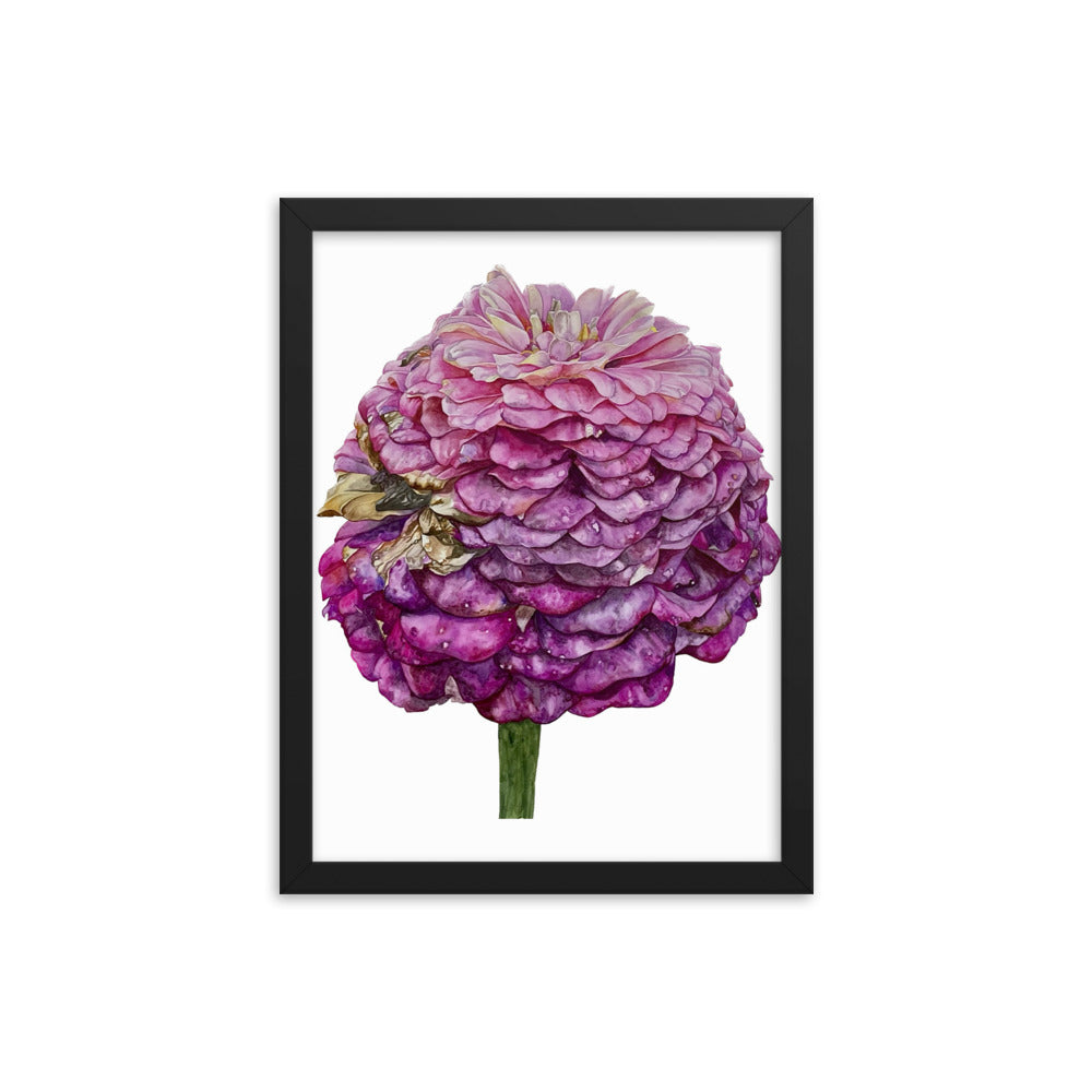 FADED PURPLE zinnia Framed poster