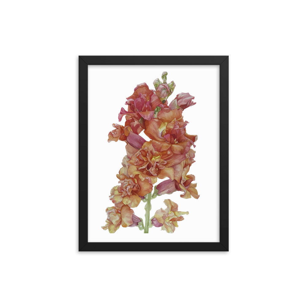 MADAME BUTTERFLY SNAPDRAGON Framed poster