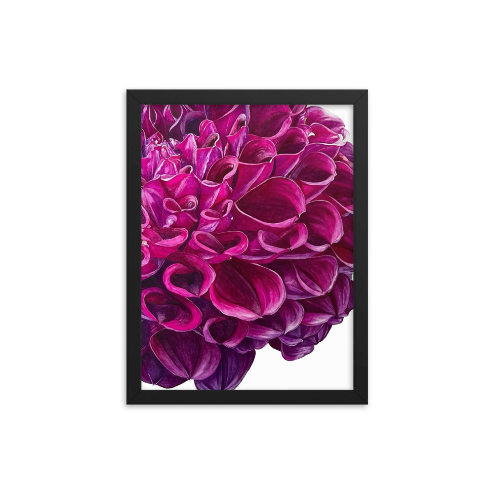 PURPLE BALL dahlia Framed poster