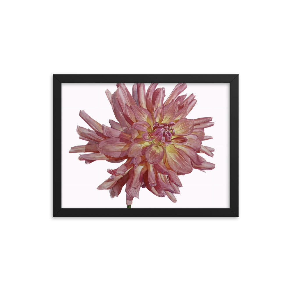 SALMON dahlia Framed poster