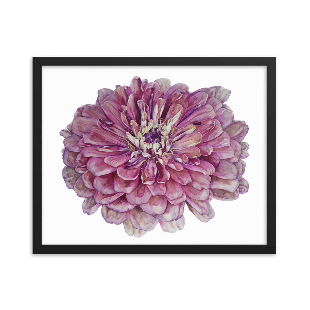 SALMON zinnia Framed poster