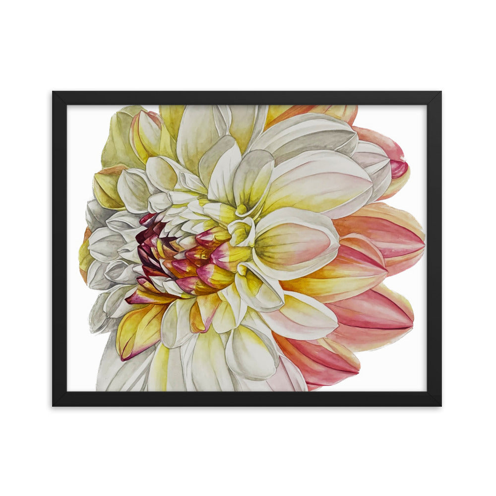 DOUBLE JILL dahlia Framed poster