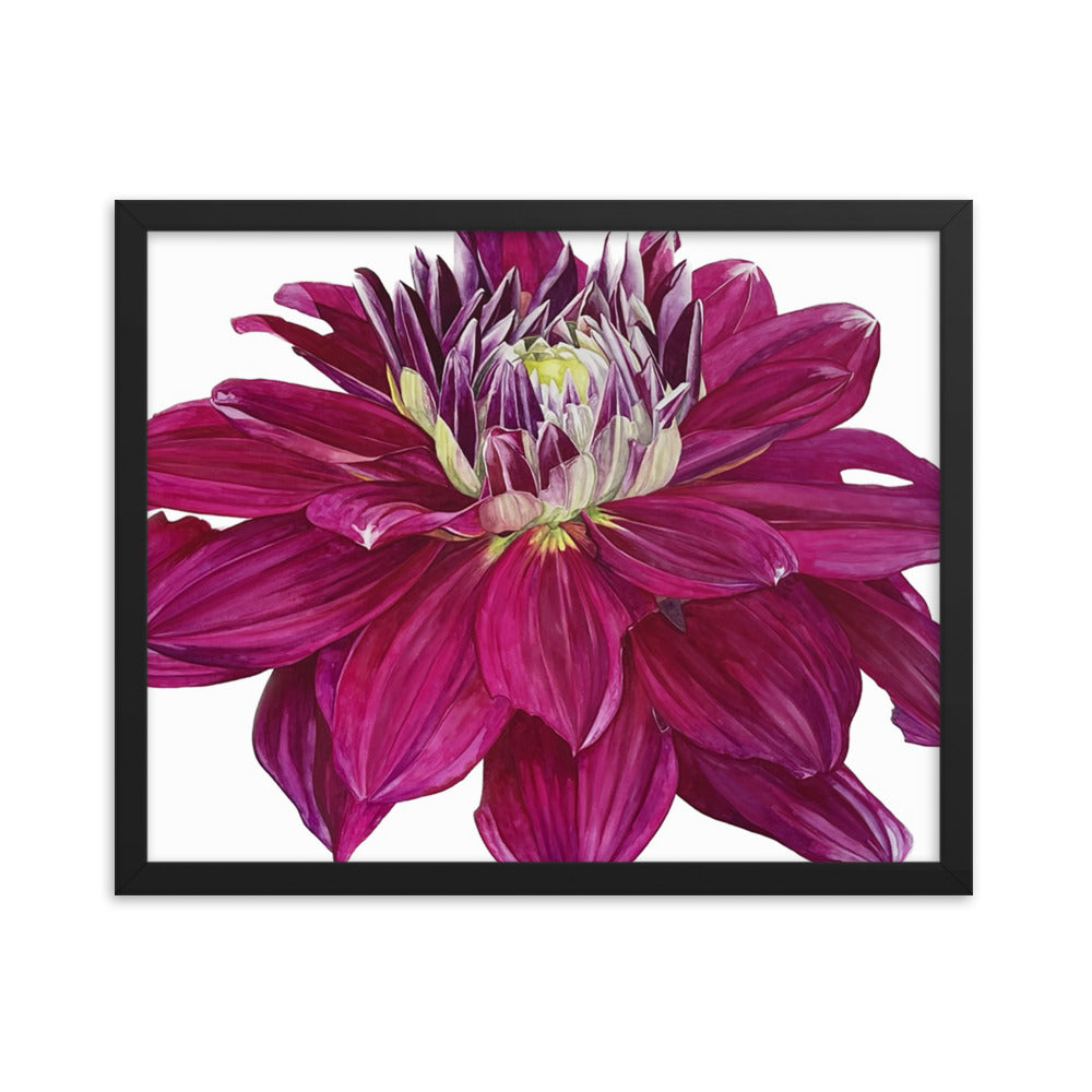 FUSCHIA dahlia Framed poster