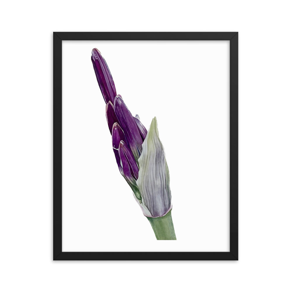 FLOWER BUD Framed poster