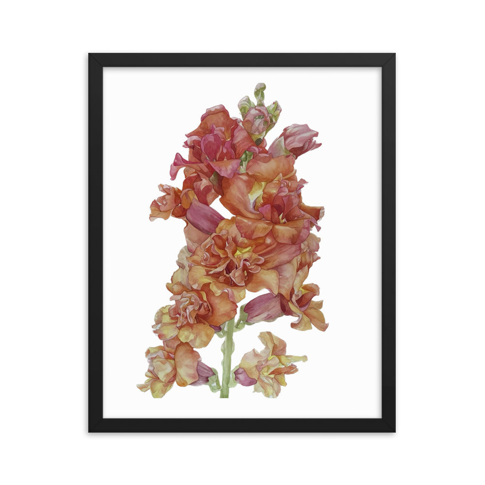 MADAME BUTTERFLY SNAPDRAGON Framed poster