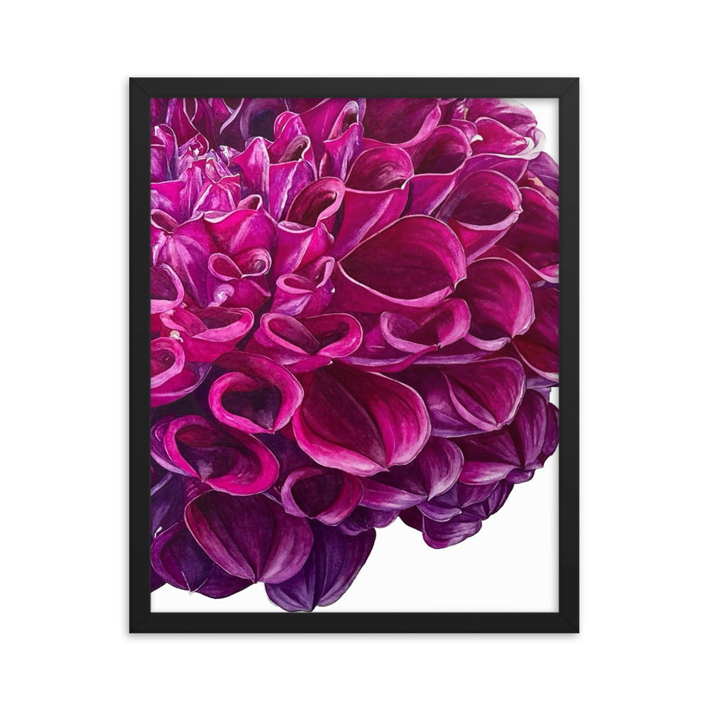 PURPLE BALL dahlia Framed poster