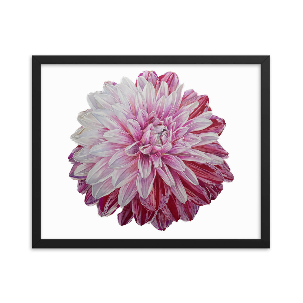 STRAWBERRIES N CREAM dahlia Framed poster