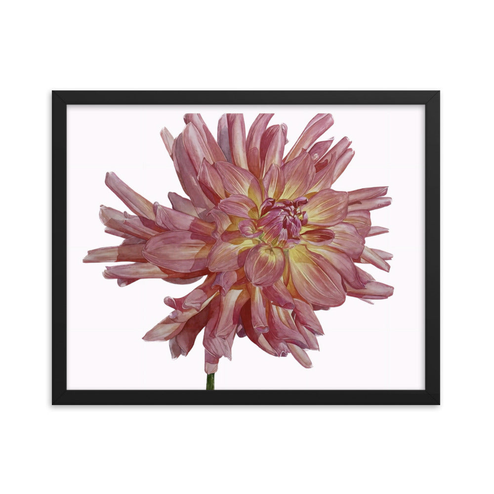 SALMON dahlia Framed poster