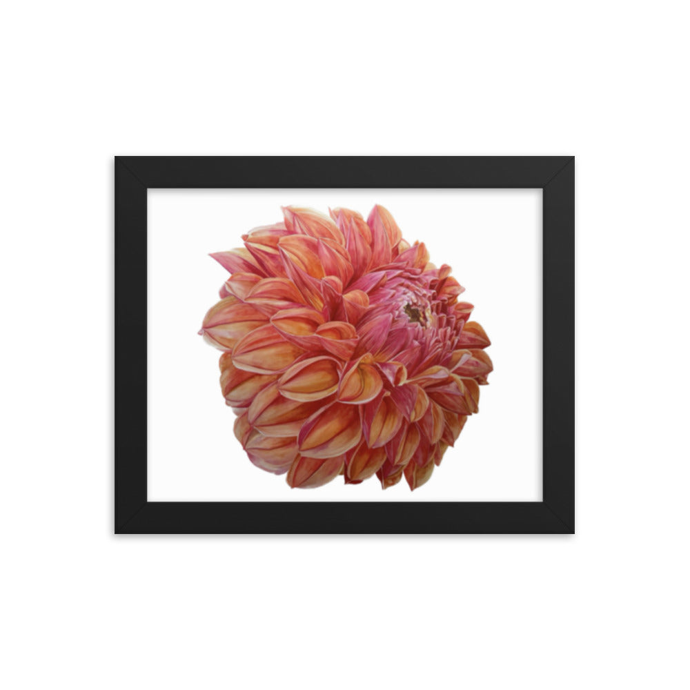 KA'S BLOOD ORANGE dahlia Framed poster