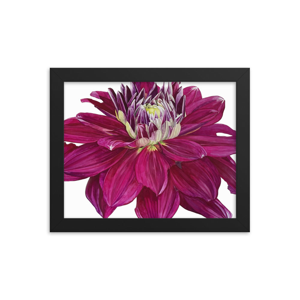 FUSCHIA dahlia Framed poster
