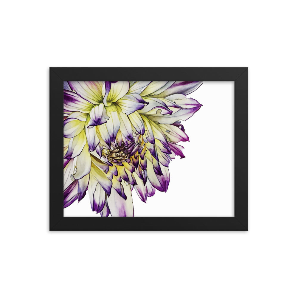 PURPLE TIPPED dahlia Framed poster