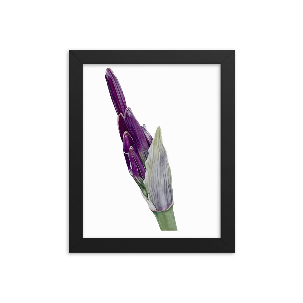 FLOWER BUD Framed poster