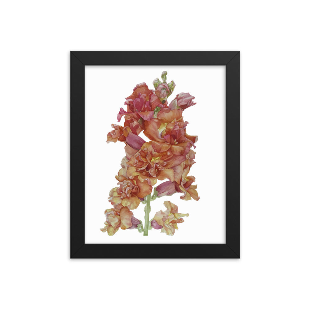 MADAME BUTTERFLY SNAPDRAGON Framed poster