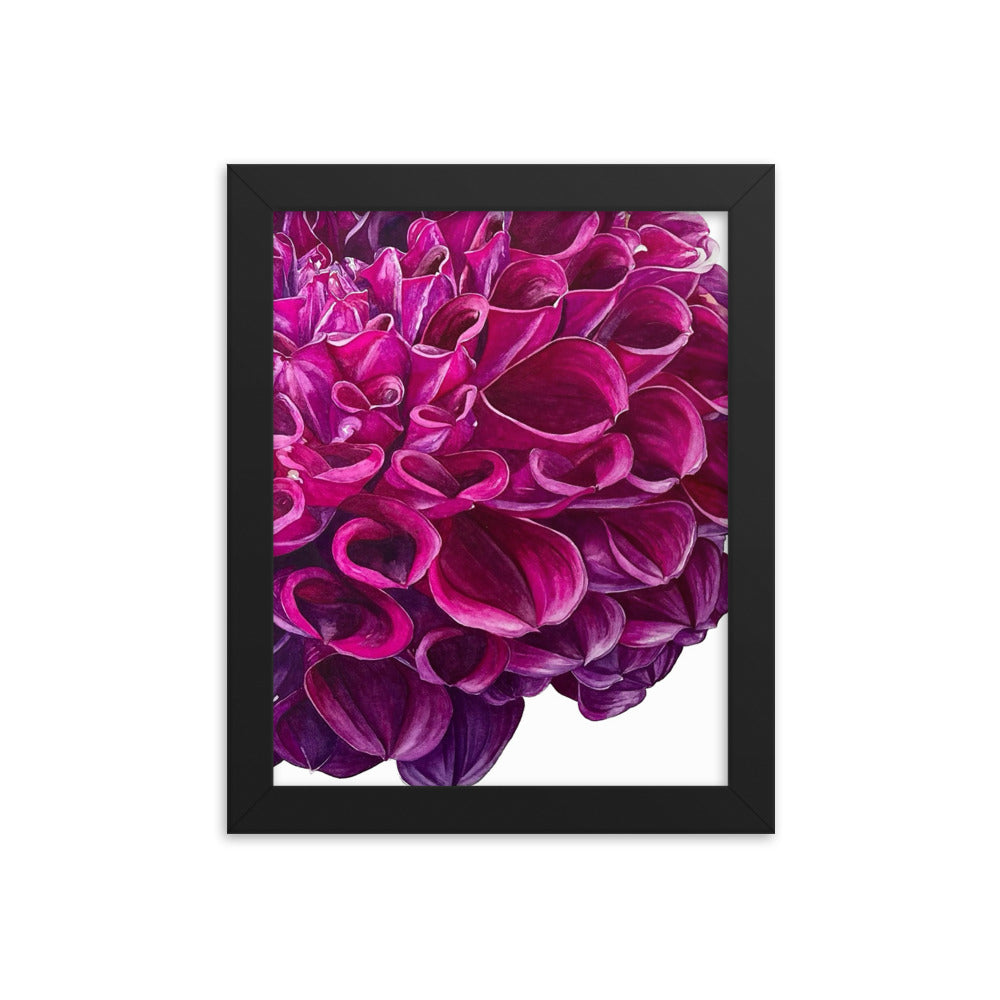 PURPLE BALL dahlia Framed poster