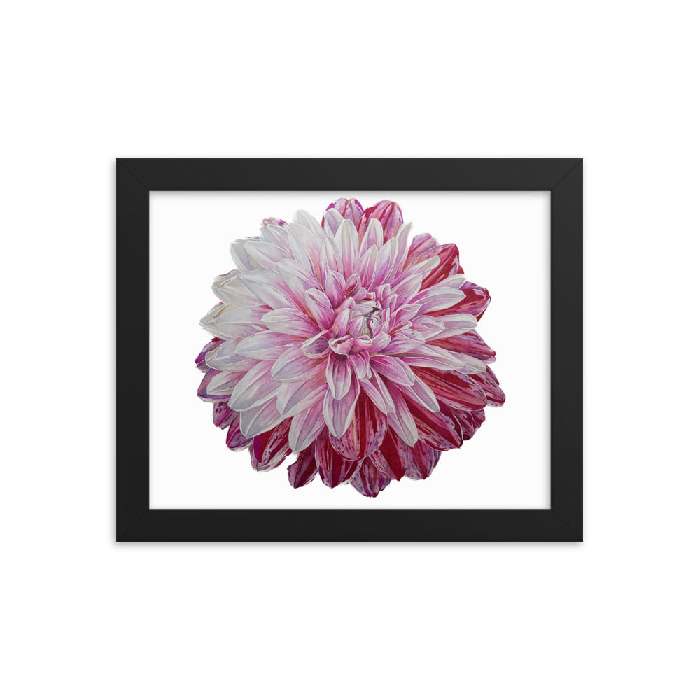 STRAWBERRIES N CREAM dahlia Framed poster