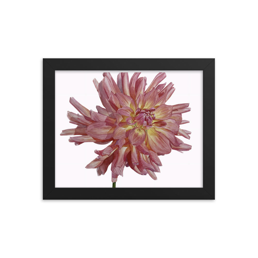 SALMON dahlia Framed poster
