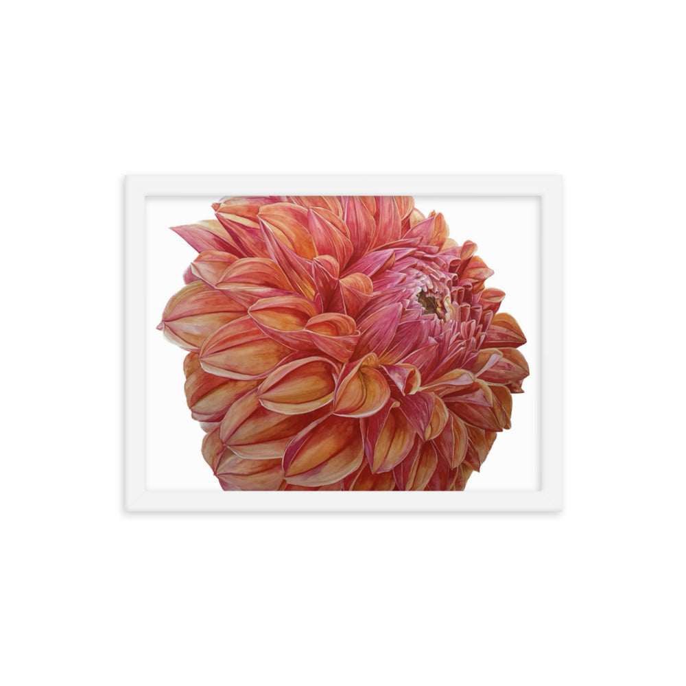 KA'S BLOOD ORANGE dahlia Framed poster