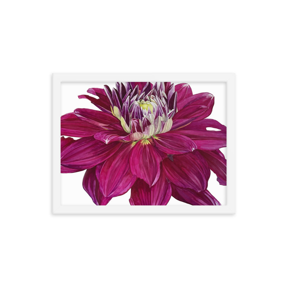 FUSCHIA dahlia Framed poster