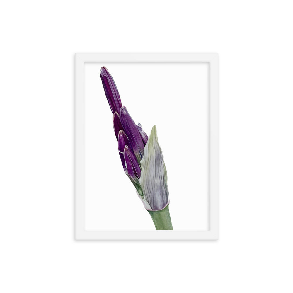 FLOWER BUD Framed poster