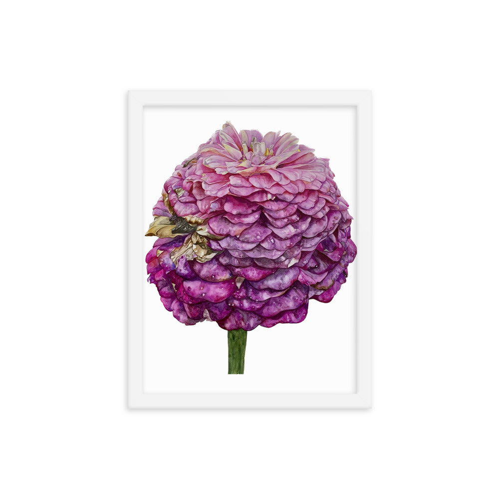 FADED PURPLE zinnia Framed poster
