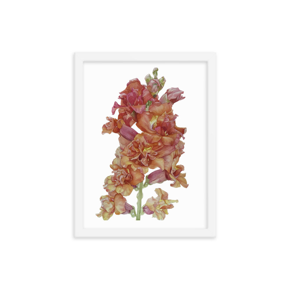 MADAME BUTTERFLY SNAPDRAGON Framed poster