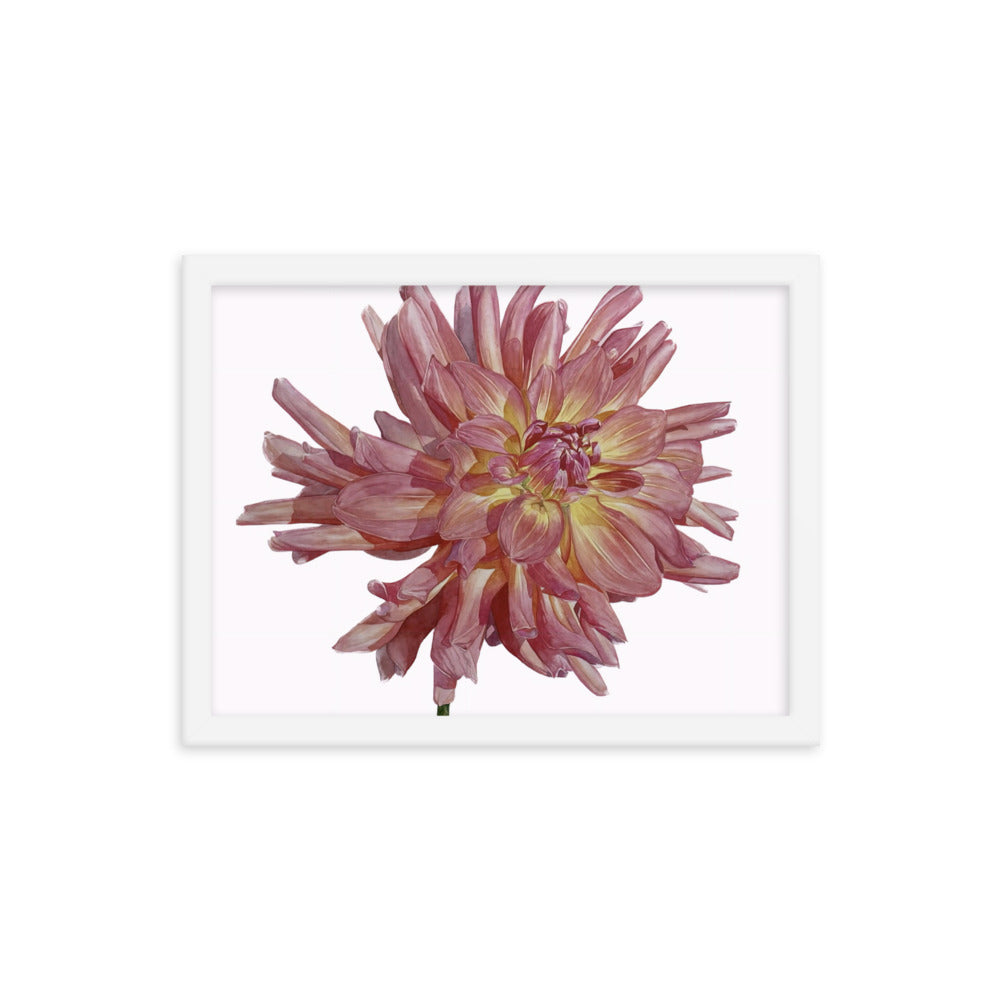 SALMON dahlia Framed poster