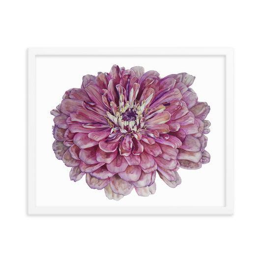 SALMON zinnia Framed poster