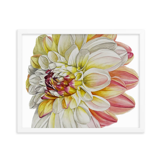 DOUBLE JILL dahlia Framed poster