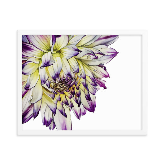 PURPLE TIPPED dahlia Framed poster
