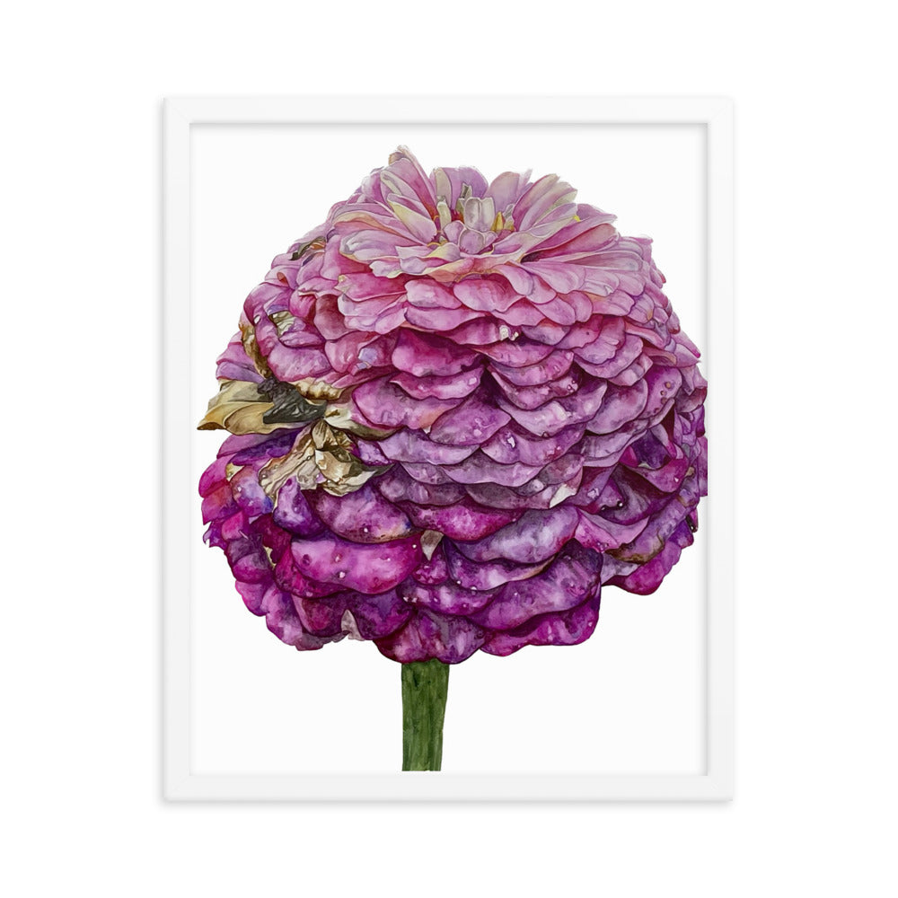 FADED PURPLE zinnia Framed poster