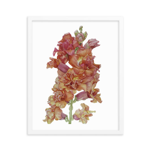 MADAME BUTTERFLY SNAPDRAGON Framed poster