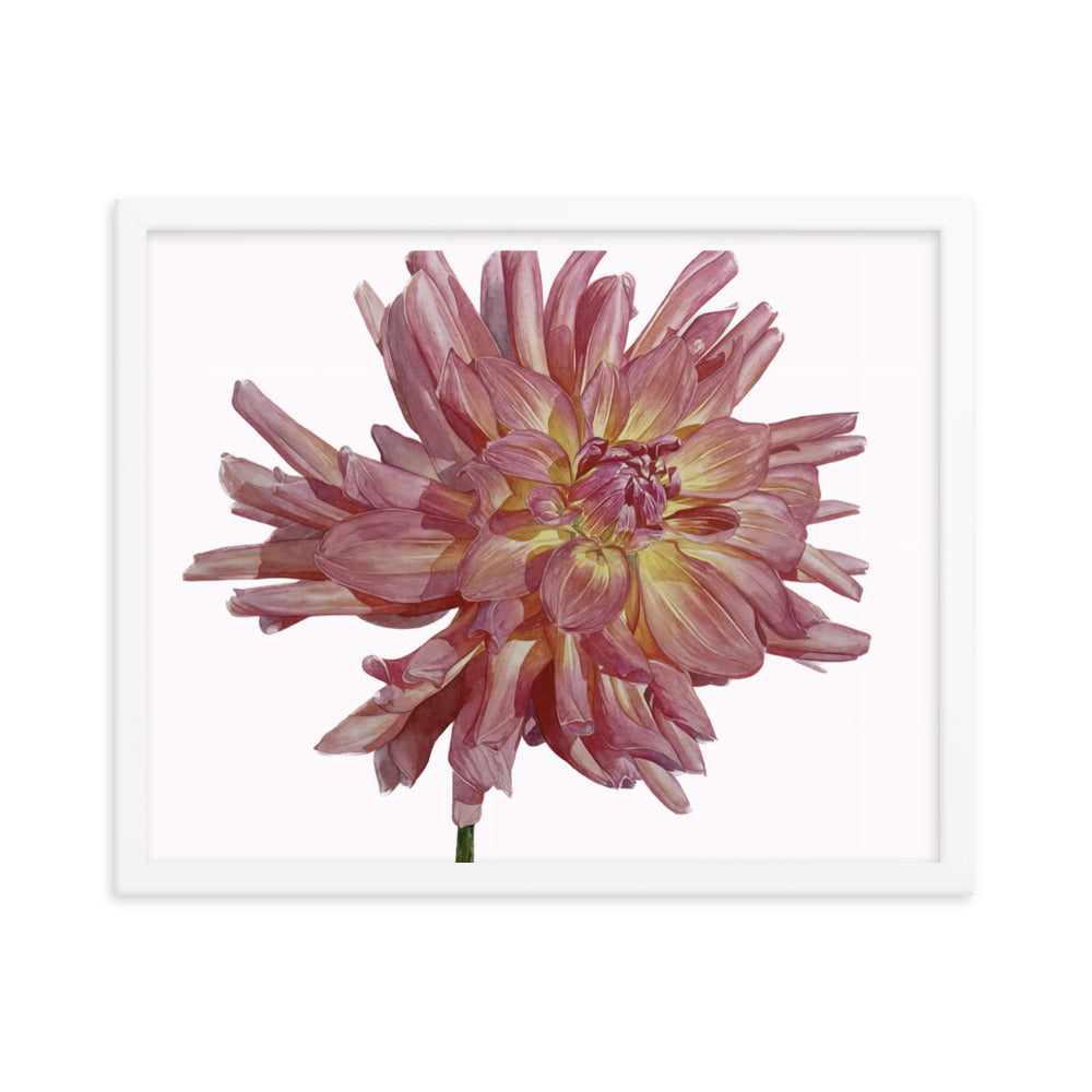 SALMON dahlia Framed poster