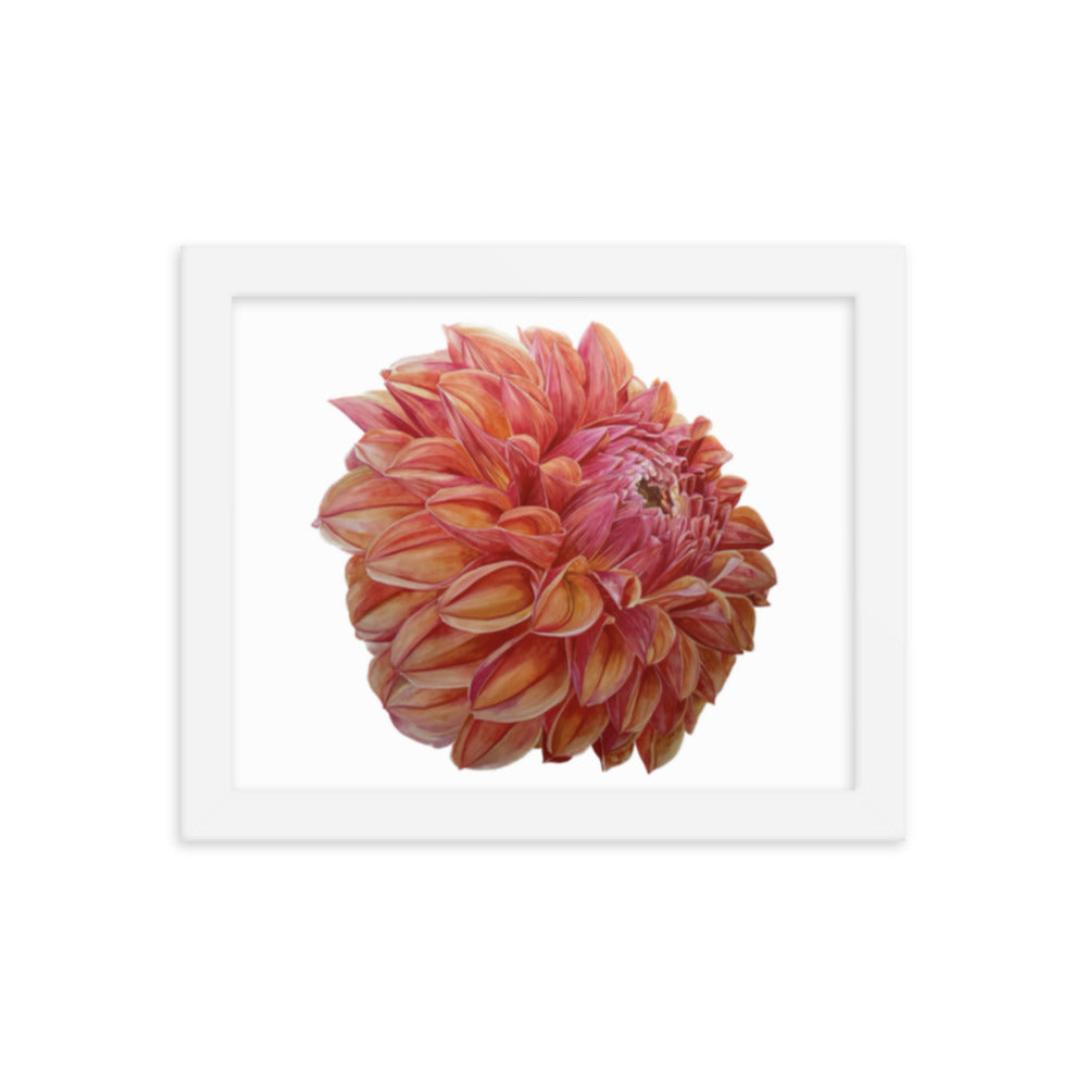 KA'S BLOOD ORANGE dahlia Framed poster