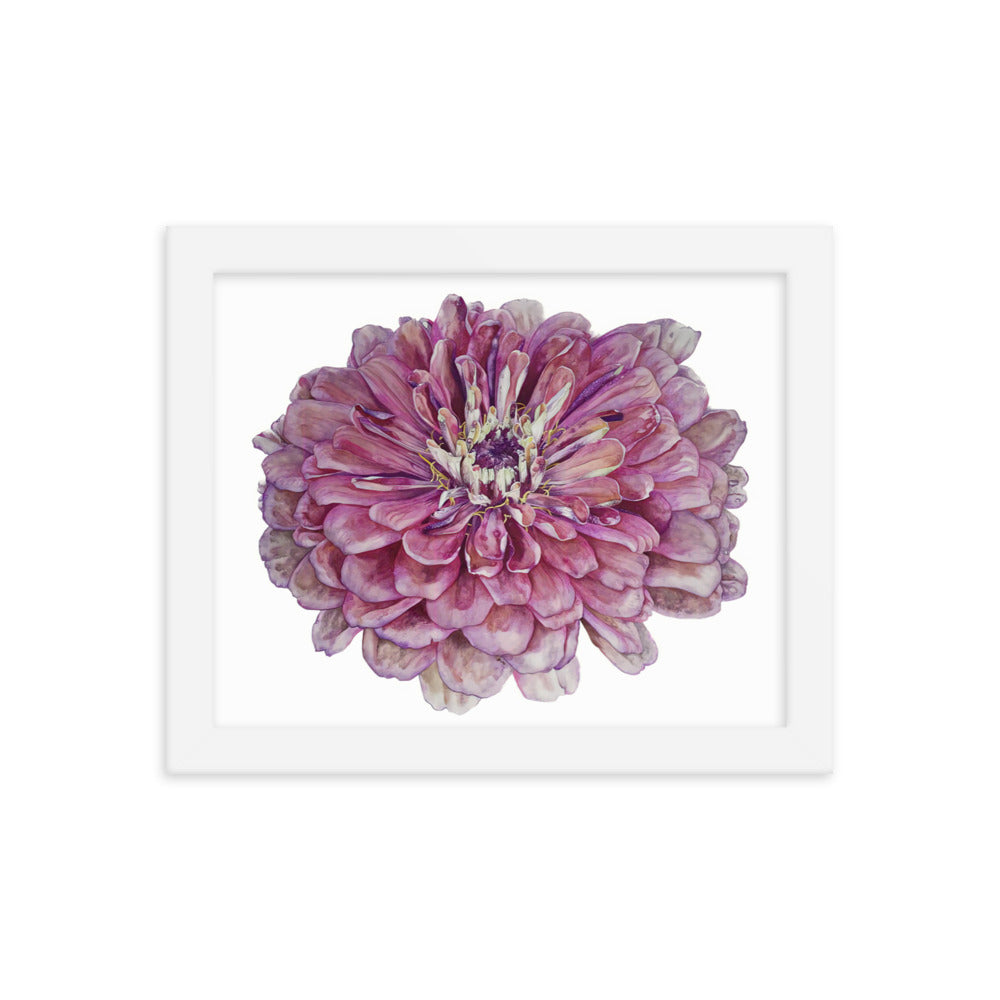 SALMON zinnia Framed poster
